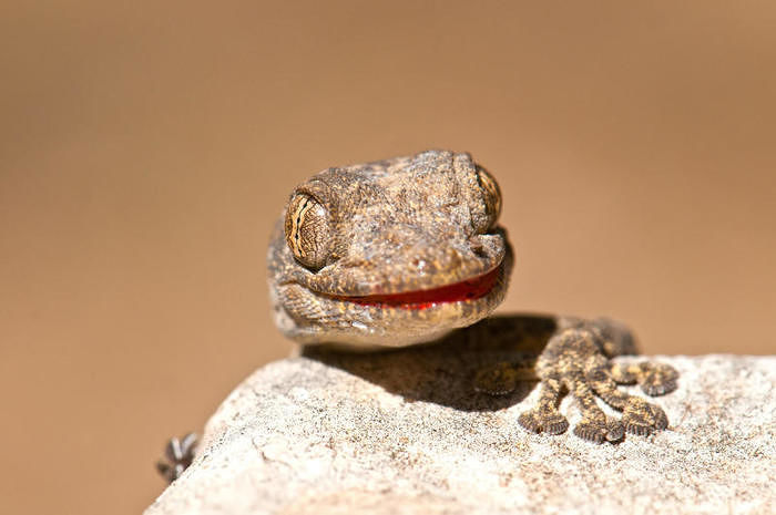 Trova un geco vivo nei broccoli in busta comprati al supermercato