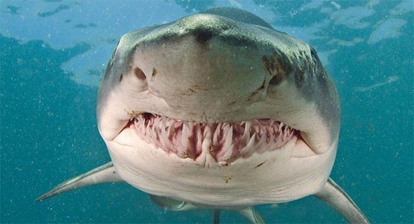 Macabra scoperta alle Isole Reunion: pescano uno squalo e dalla pancia spunta un braccio