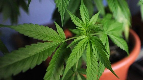 La clamosora sentenza della Cassazione, coltivare marijuana in casa non è reato