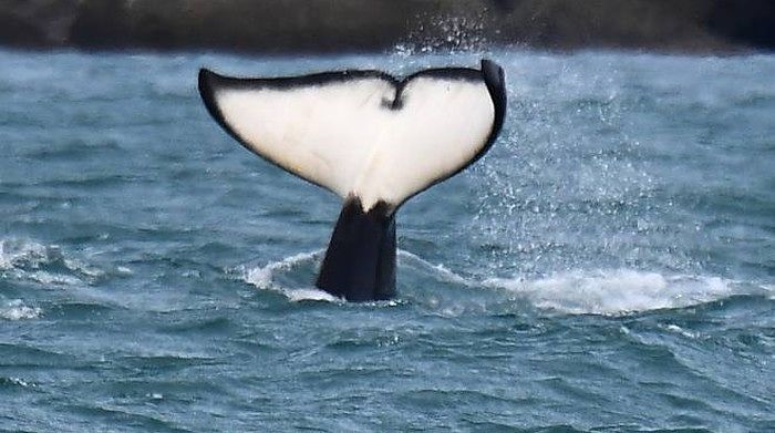 Mamma orca che dice addio al suo cucciolo, il video straziante commuove il web