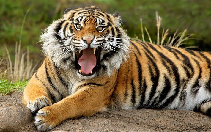 Orrore in Indonesia, tigre di Sumatra sbrana una donna