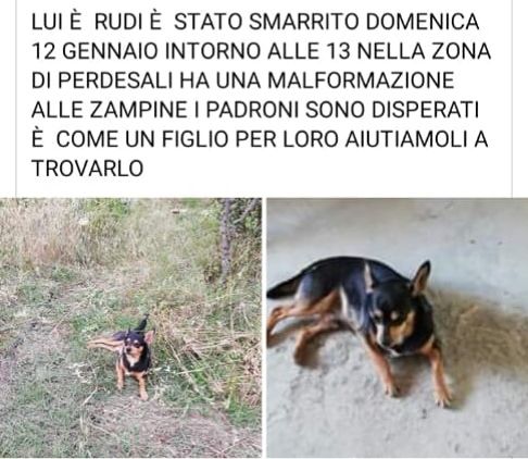 Rudi si è smarrito a Sarroch, aiutiamolo a tornare a casa
