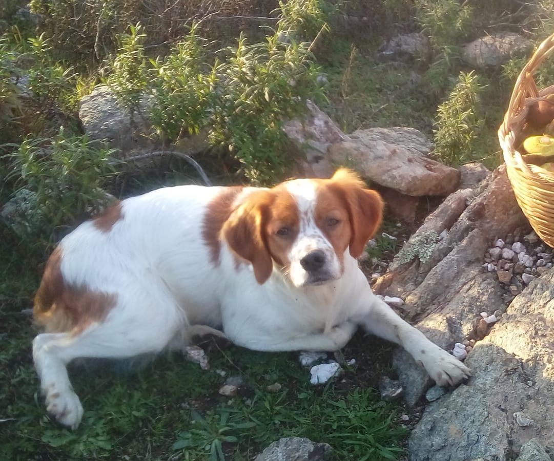 Brunilde si è smarrita a Villaputzu: si offre ricompensa a chi la riporta a casa