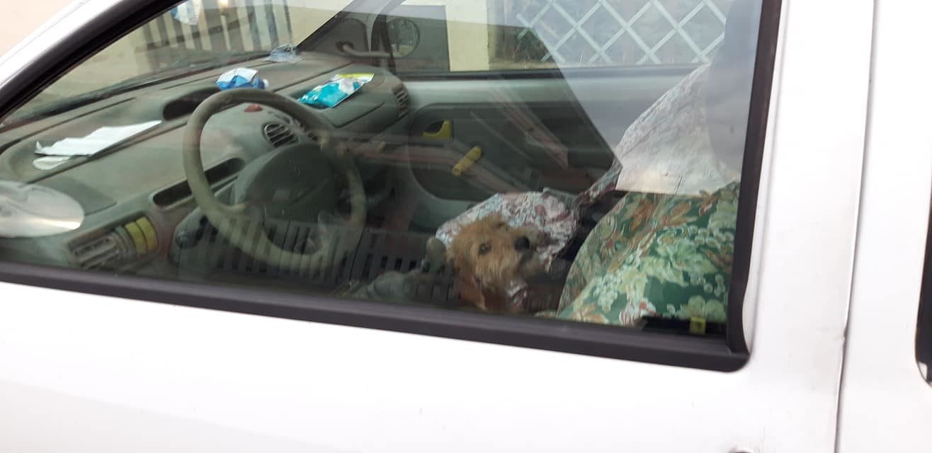 “Cane chiuso in auto a Cagliari da giorni: Sindaco Truzzu intervenga”