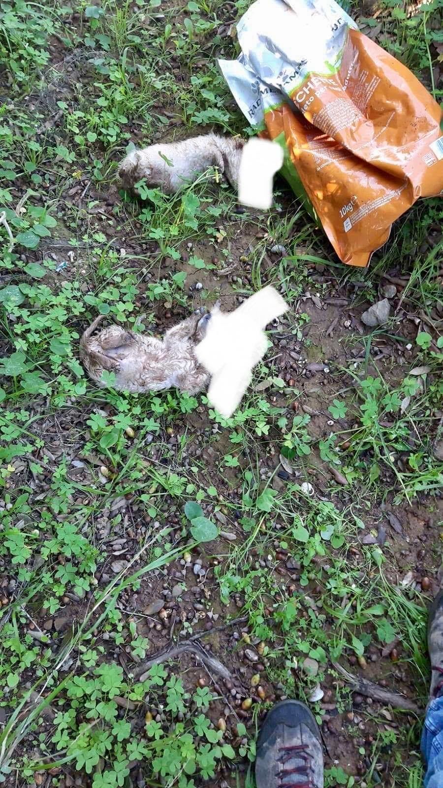 Orrore a San Sperate, due cuccioli uccisi dentro un sacchetto legato con uno spago