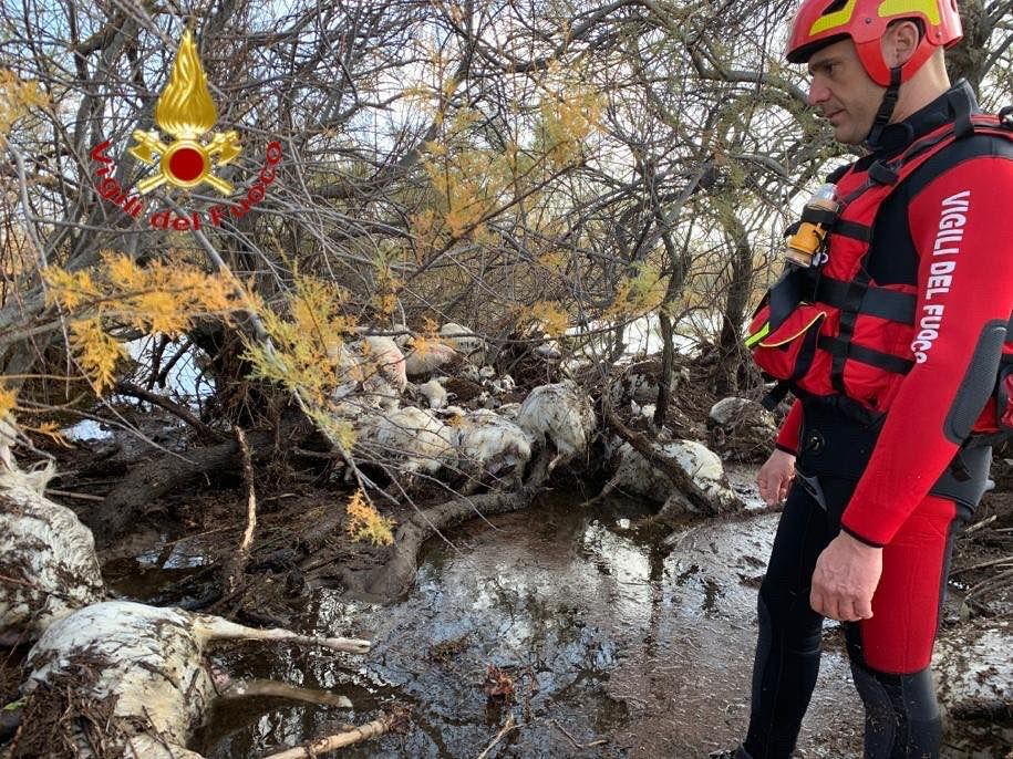 Onda di piena del Rio Posada: restano uccise 80 pecore