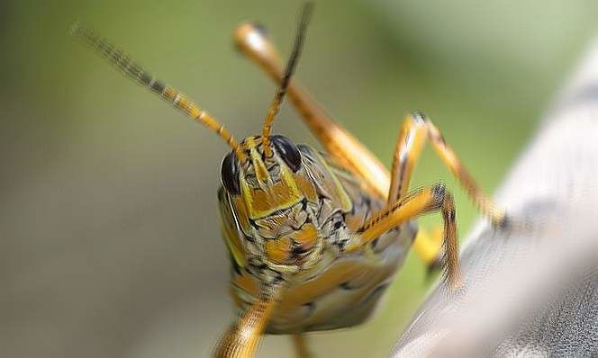 Milioni di locuste impediscono l’atterraggio di un volo della Ethiopian Airlines
