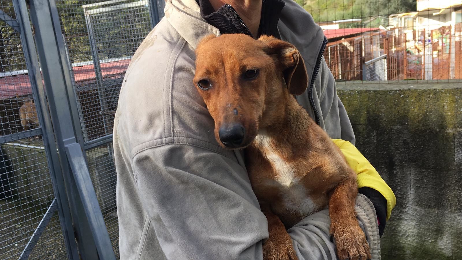 Randagismo in Sardegna, l’emergenza e i numeri: Sotgiu scrive a Solinas