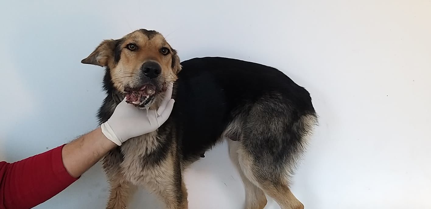 Orrore in Sardegna, “cane preso a fucilate sul muso e abbandonato in campagna”