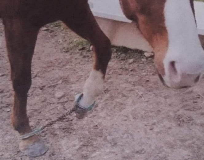 Settimo San Pietro, l’ira degli animalisti: “Un cavallo con gli zoccoli incatenati, liberatelo”