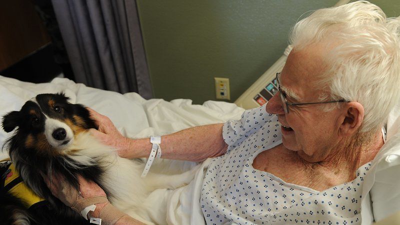 Sardegna, on line una petizione per consentire a cani e gatti di visitare i padroni in ospedale