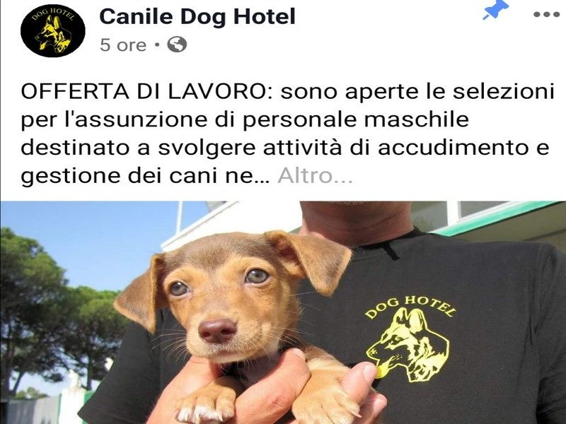 Assemini, bufera sul canile che assume solo educatori uomini: “Devono fare anche lavori duri” 