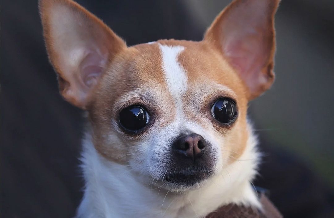 Cagliari, uccide il chihuahua della mamma: “Mio figlio ha sbagliato ma non va crocifisso”