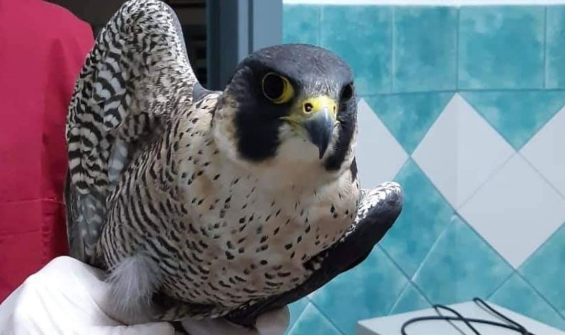 Sardegna, ancora violenze sugli animali: “Hanno sparato a un falco pellegrino”