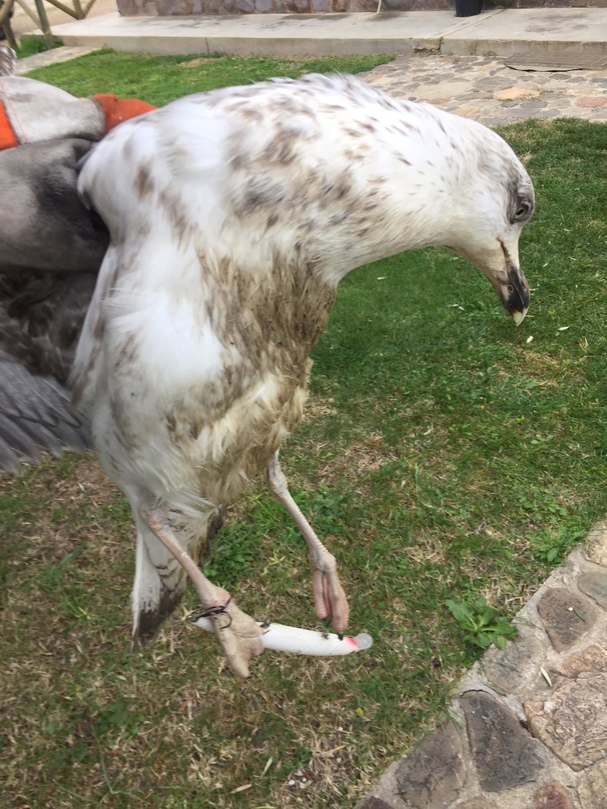 Sestu, il grande cuore dei barracelli: salvato un gabbiano con le zampe “impigliate” e ferite