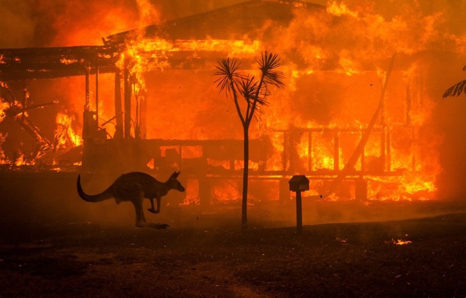 Australia, ecco come stanno morendo 500,5 milioni di animali: bruciati cinque milioni di ettari