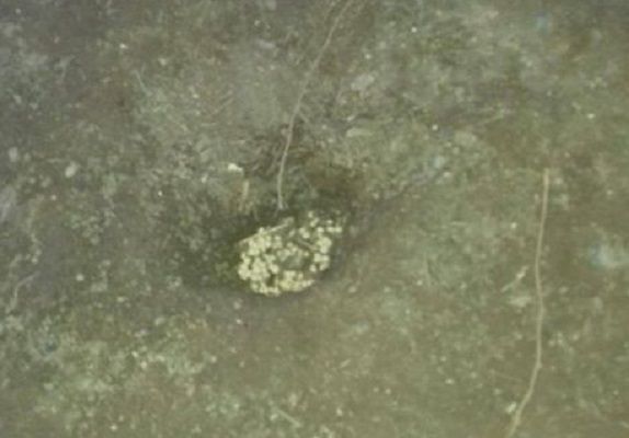 Cagliari, allarme a Genneruxi: bocconcini al veleno nell’area cani di via Oslo