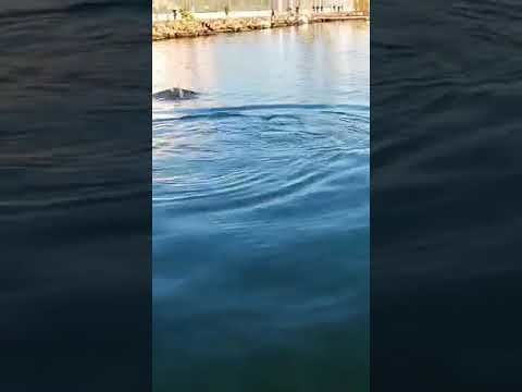 Cagliari, i delfini danzano nel porto nel giorno di Capodanno (VIDEO)