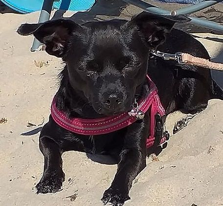 Sestu, smarrita una cagnolina a San Gemiliano: “Aiutateci a trovarla siamo disperati”