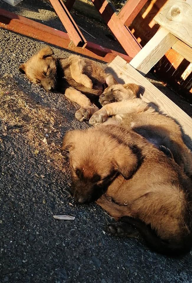 Cuccioli gettati a Quartu in una discarica a cielo aperto: rabbia per l’inciviltà a Simbirizzi