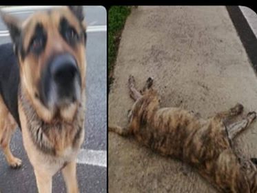 Strazio a Settimo, cane travolto da un’auto e ucciso: l’amico lo veglia in lacrime