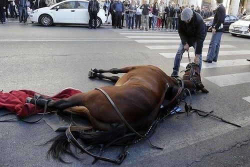 Scontro tra auto e carrozza: cavallo muore per lo spavento