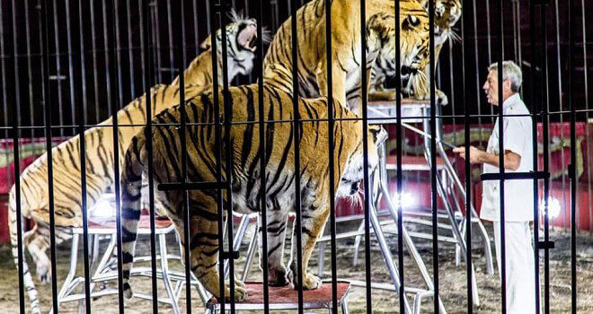 Sì ai circhi con animali a Cagliari, scontro al Comune. Psd’Az:“Dalla sinistra solo bugie”