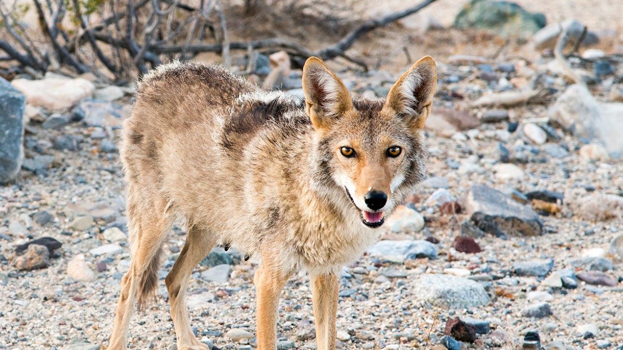 Paura negli Usa, bimbo attaccato e morso da un coyote in un parco