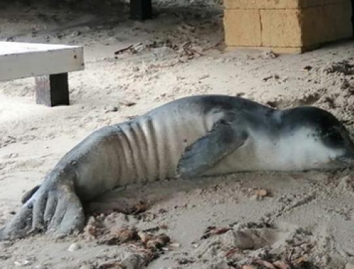 Cucciolo di foca monaca trovato sulla spiaggia in Puglia e poi morto: iniziate le analisi dei patologi veterinari