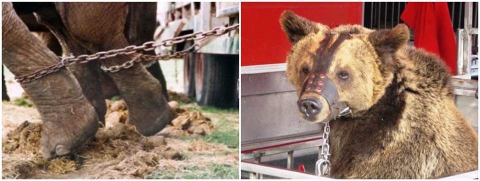 Cagliari, sì ai circhi con elefanti e leoni in città: scontro in consiglio comunale