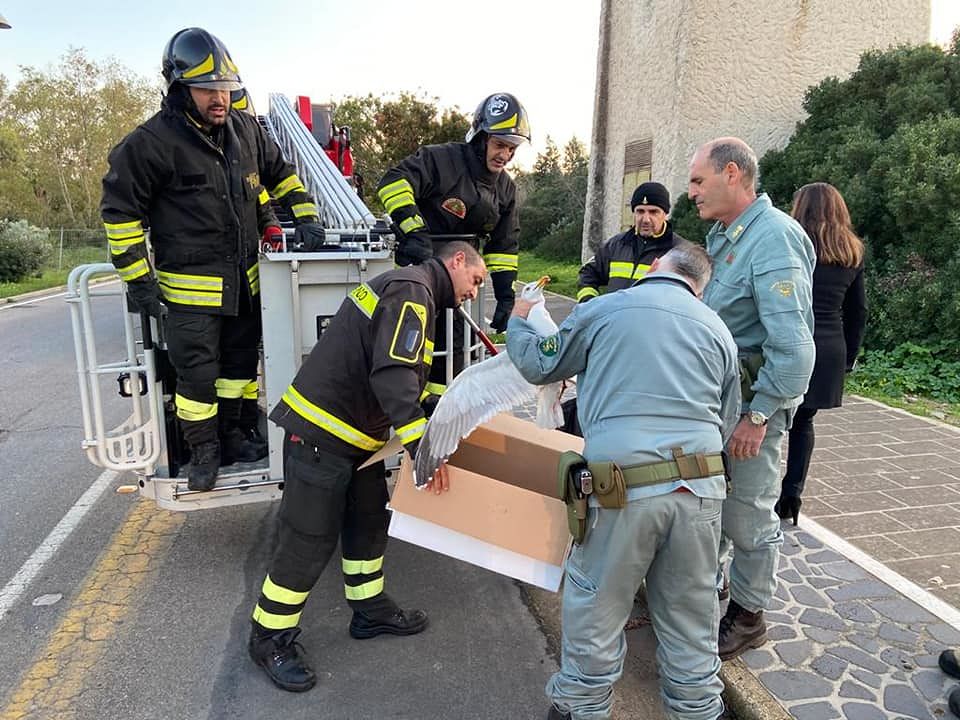 Pula, gabbiano impallinato e impigliato nei fili dell’alta tensione: in salvo grazie ai forestali