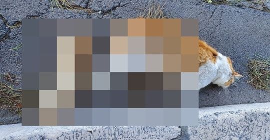 Orrore a Capodanno: gatto imbottito di petardi e fatto esplodere