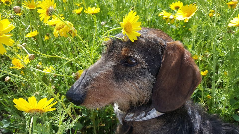 Napo, il bassotto di Tuili preso a calci e ucciso: “Ha tolto l’amico fidato alla nostra bambina”