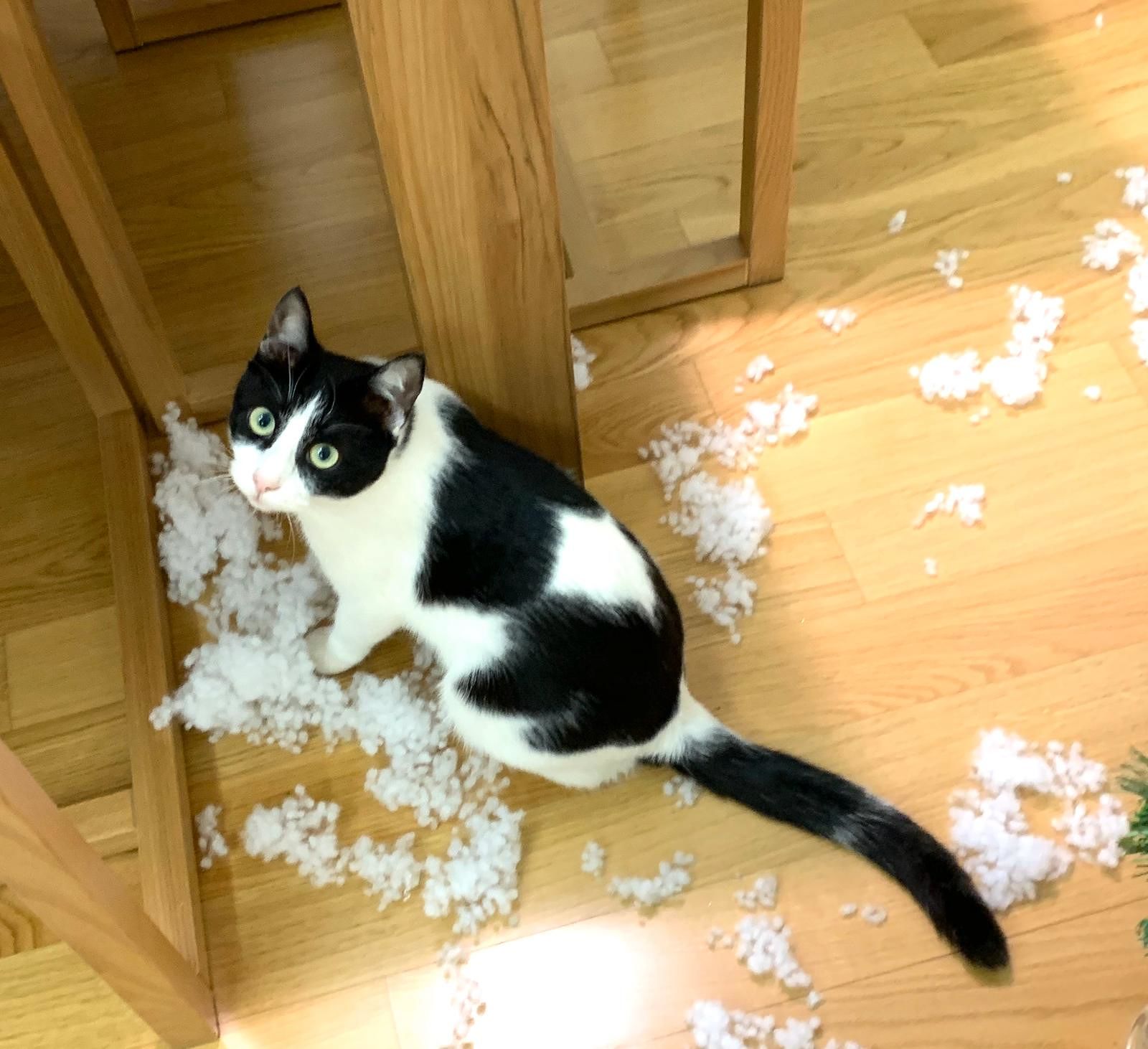 Sos per ritrovare Nina, la gattina di un anno scomparsa a Macchiareddu: “Riportatela a casa”