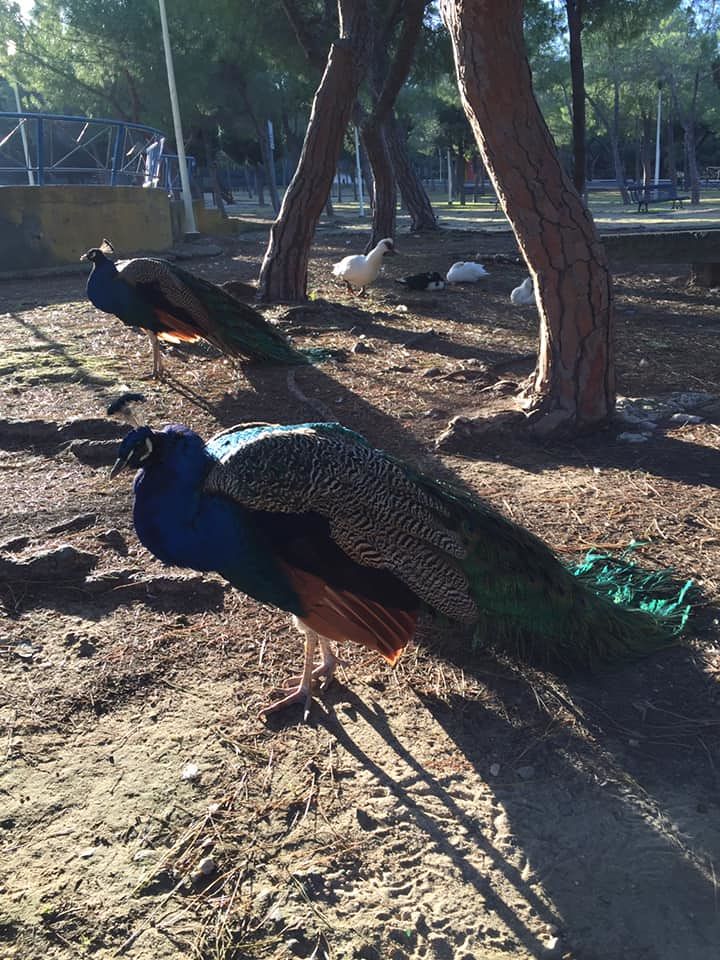 “Il papà che ha staccato le penne al pavone non deve più entrare a Monte Urpinu: basta, serve più vigilanza”