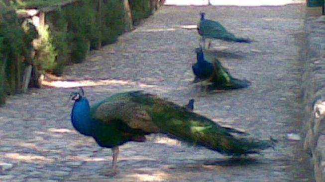 Animali torturati nei giardini comunali a Cagliari: il pavone a Monte Urpinu, le oche al parco della Musica