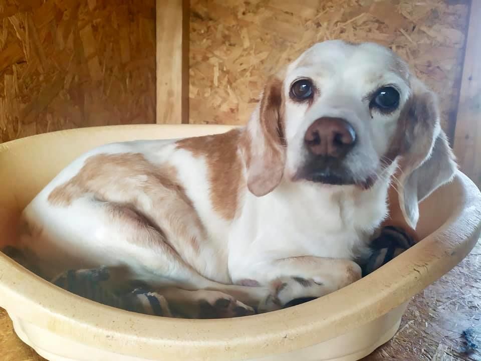 Sofia, adottata a Gonnosfanadiga dopo dieci anni di attesa: da quando piangeva disperata all’amore di una famiglia