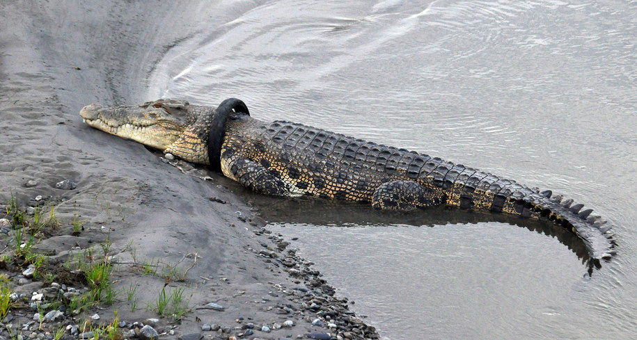 Il coccodrillo non riesce a liberarsi dal copertone: ricompensa per salvarlo