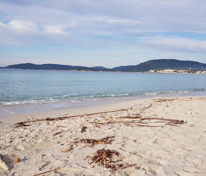 Non solo Poetto, ora le canne invadono la spiaggia di Alghero: la protesta del Wwf