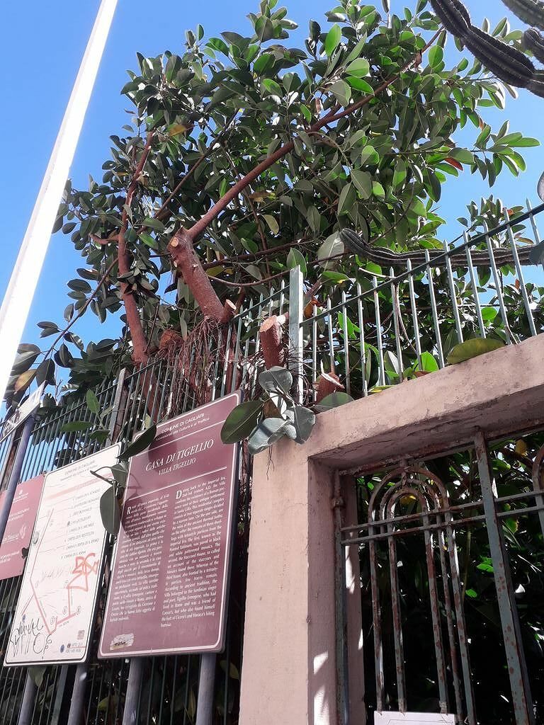 “Cagliari, il Ficus potato in via Tigellio? No, lo hanno massacrato”