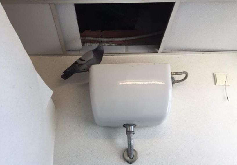 Cagliari, sorpresa dentro il Brotzu: “Piccioni nei bagni della Gastroenterologia”