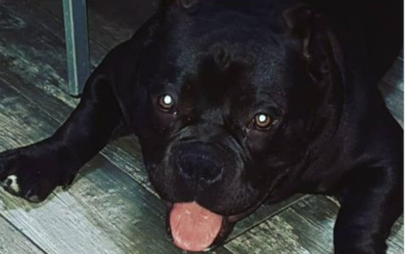 La disperazione di Erika: “Il mio cagnolino sparito a Perd’e Sali, 500 euro a chi me lo riporta”