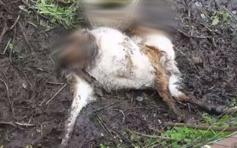 Choc a Dolianova: “Una capretta sta morendo bloccata in mezzo al fango”