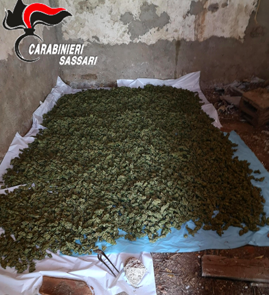 Bonorva, sequestrati oltre 17 kg di marijuana: arrestati due agricoltori