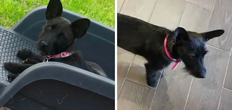 Luna si è smarrita a Bacchixeddu: si offre ricompensa a chi la riporta a casa