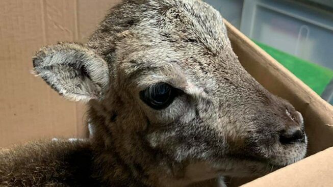 Seneghe, il baby muflone ferito dai cani randagi è salvo: la gioia dei forestali