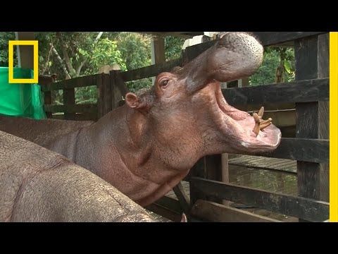 Appello della Colombia: qualche zoo vuole gli ippopotami di Pablo Escobar? – VIDEO