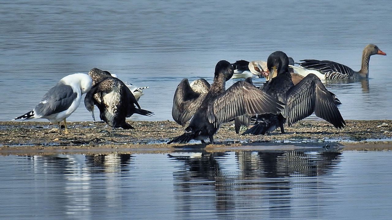 Sardegna, un piano per contenere i cormorani: esteso al 15 marzo l’abbattimento per aiutare i pescatori