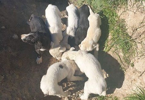 Sos cuccioli abbandonati a Decimoputzu: “Sono scheletrici e affamati. Aiutiamoli”