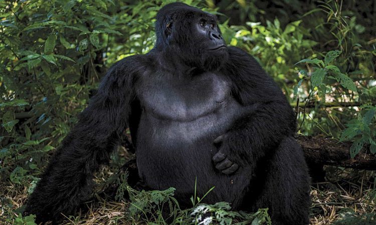 Triste notizia, fulmine fa strage di gorilla in via d’estinzione: morti 17 esemplari